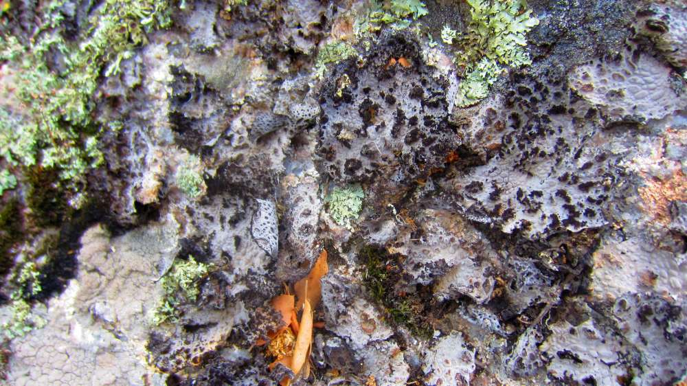 Dolmen_Ciuledda_Flechte