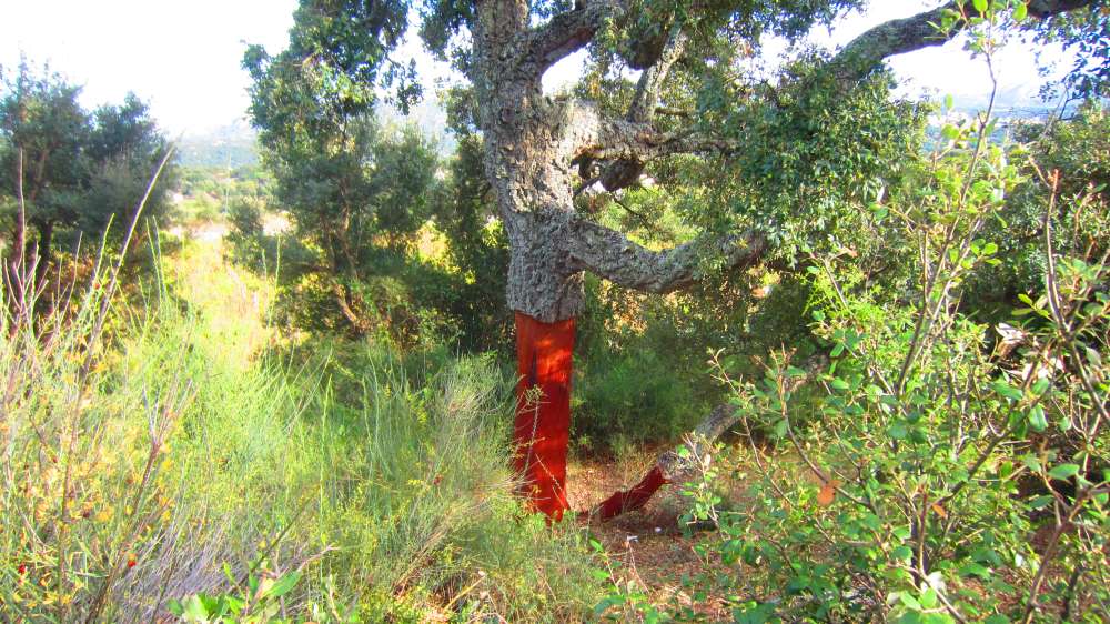 Dolmen_Ciuledda_Korkeiche