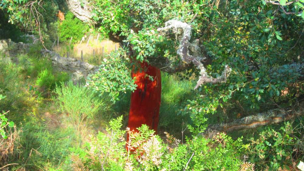 Dolmen_Ciuledda_Korkeiche