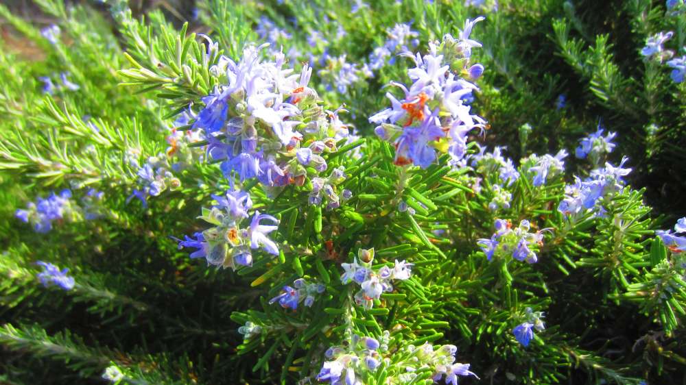 Isola_Rossa_Rosmarin