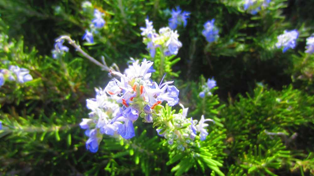 Isola_Rossa_Rosmarin