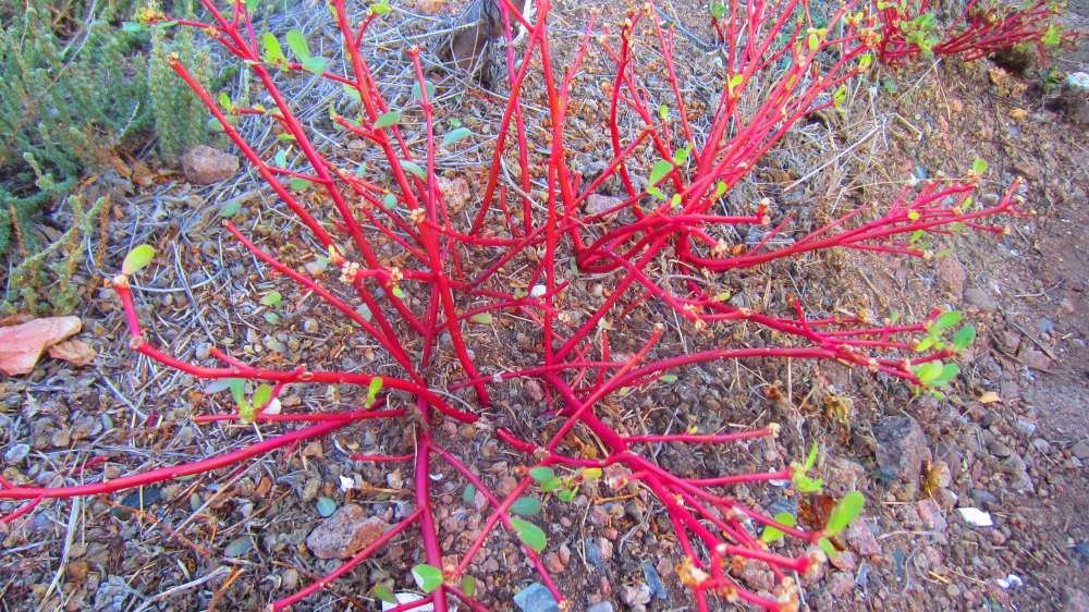 Isola_Rossa_rotes_Kraut