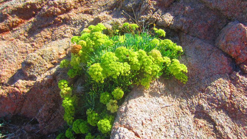 Isola_Rossa_Meerfenchel