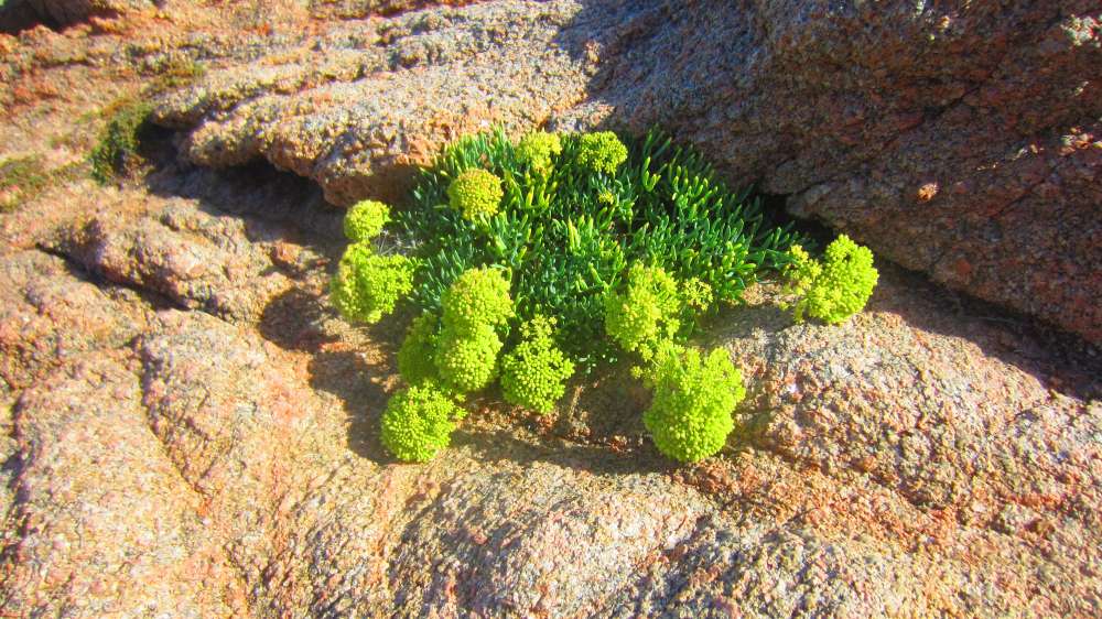 Isola_Rossa_Meerfenchel