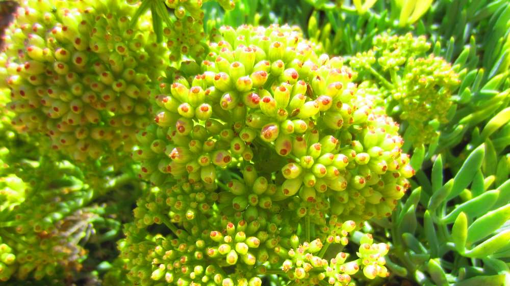 Isola_Rossa_Meerfenchel