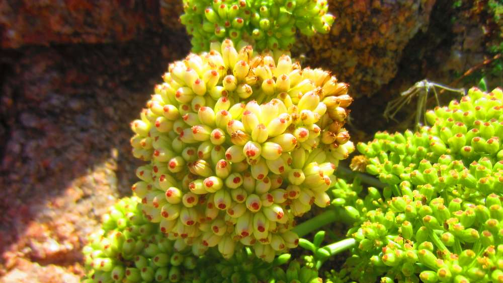 Isola_Rossa_Meerfenchel