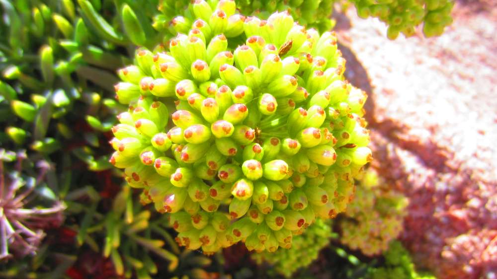 Isola_Rossa_Meerfenchel