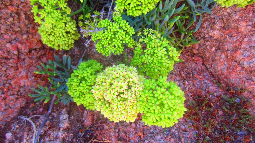 Isola_Rossa_Meerfenchel