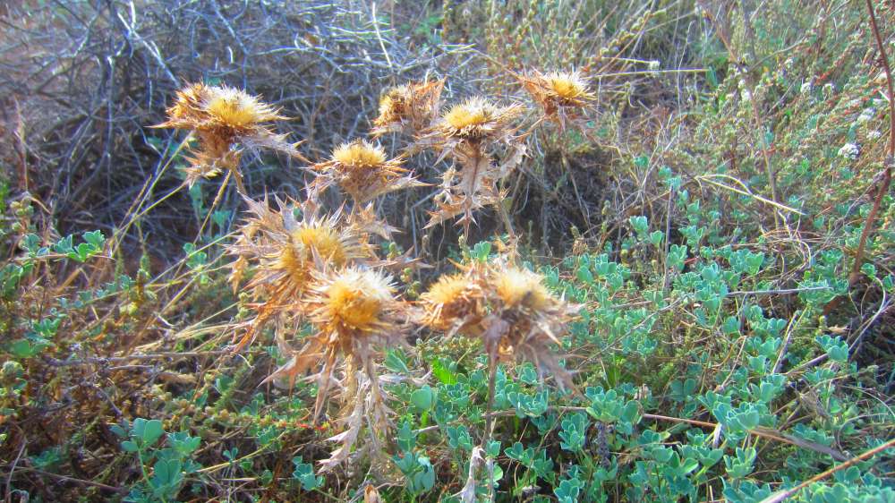 Isola_Rossa_Stranddisteln