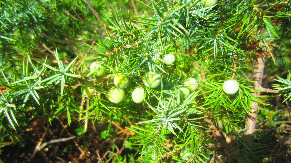 Isola_Rossa_Wacholder