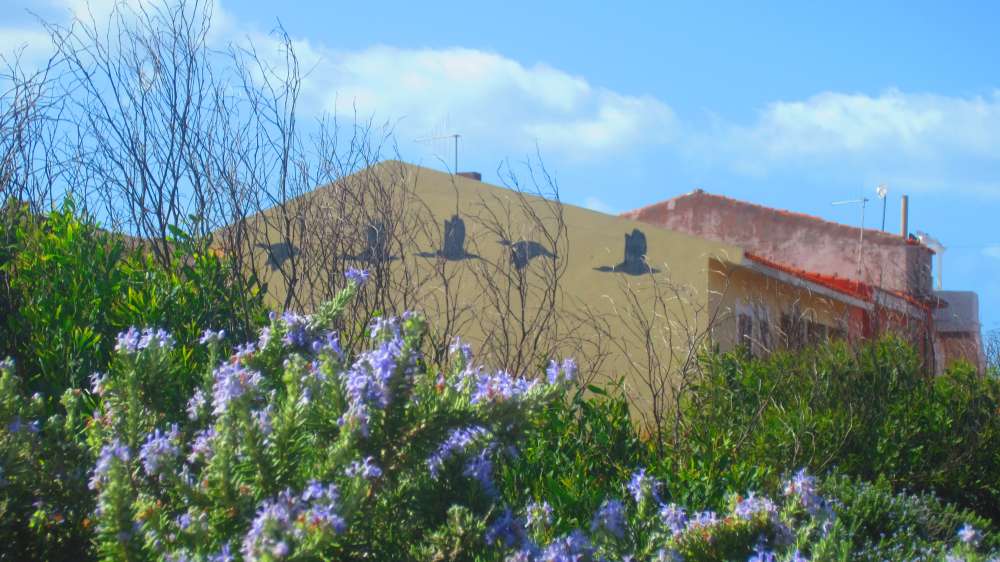 Isola_Rossa_Rosmarin