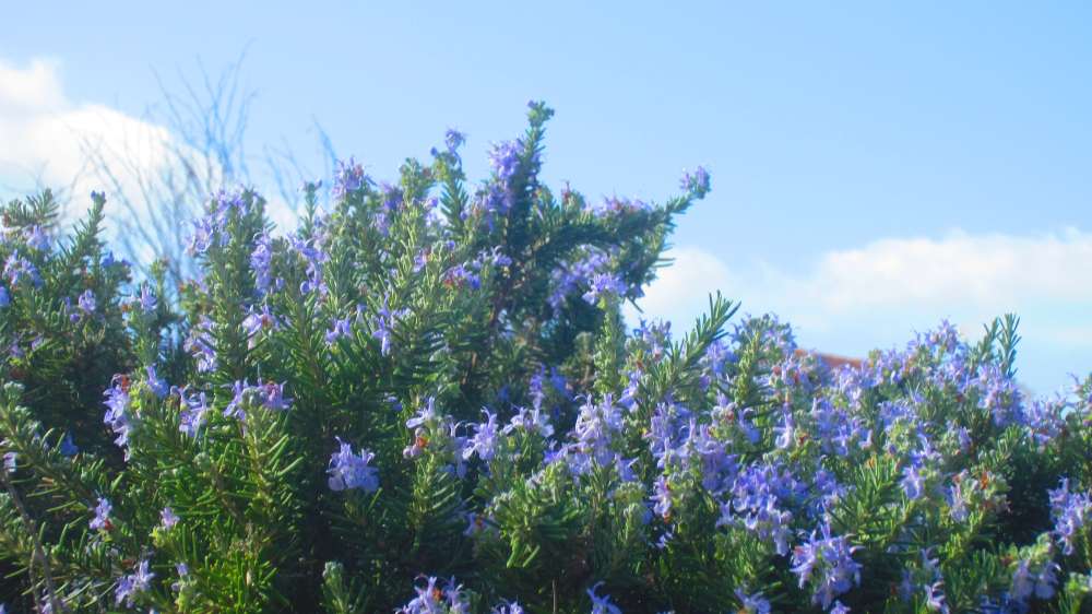 Isola_Rossa_Rosmarin