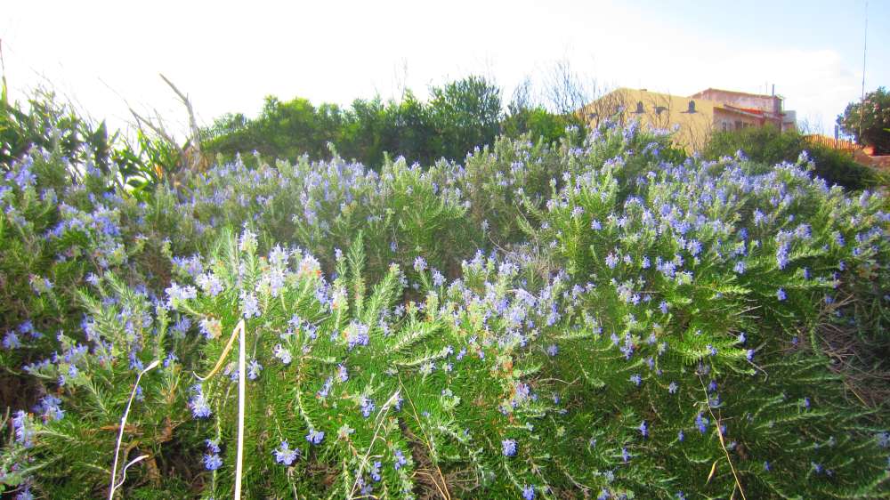 Isola_Rossa_Rosmarin