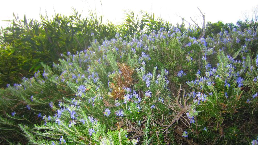 Isola_Rossa_Rosmarin