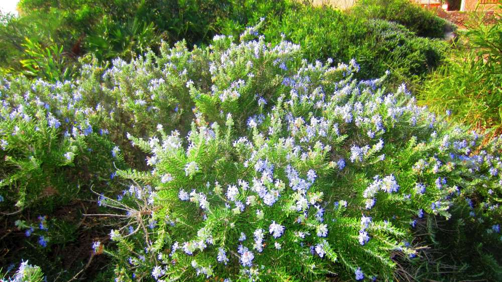 Isola_Rossa_Rosmarin