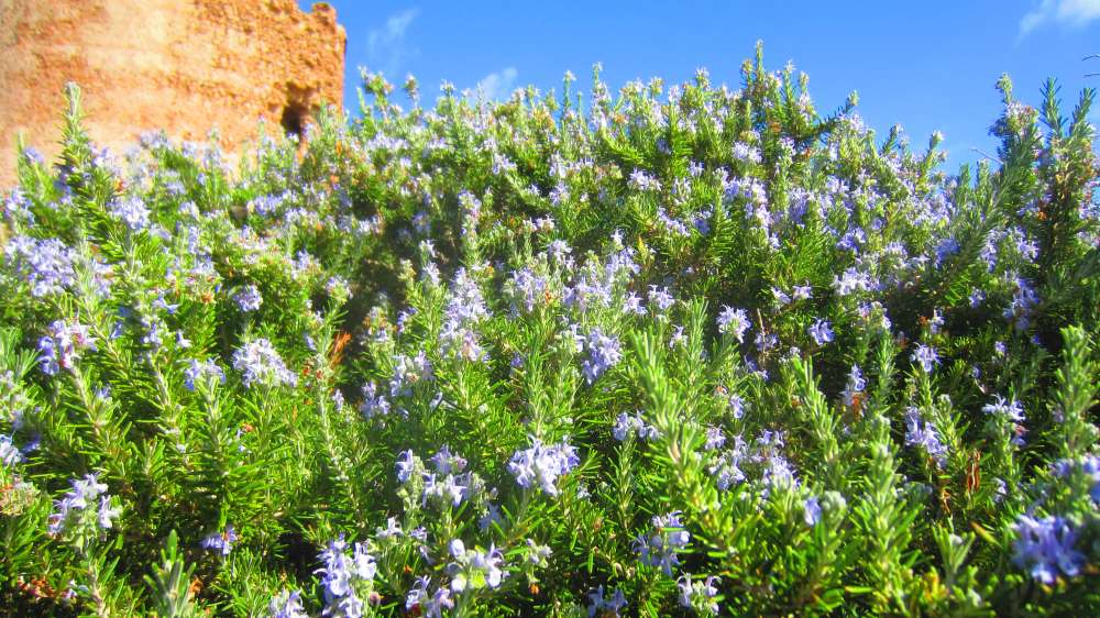 Isola_Rossa_Rosmarin