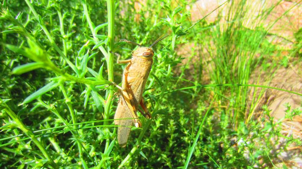 Heuschrecke