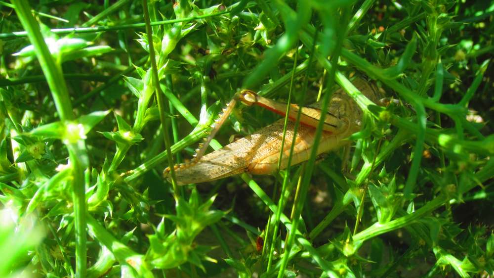 Heuschrecke
