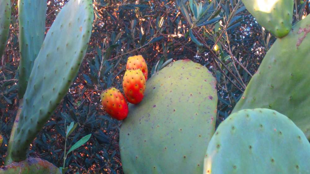 Kaktusfeigen