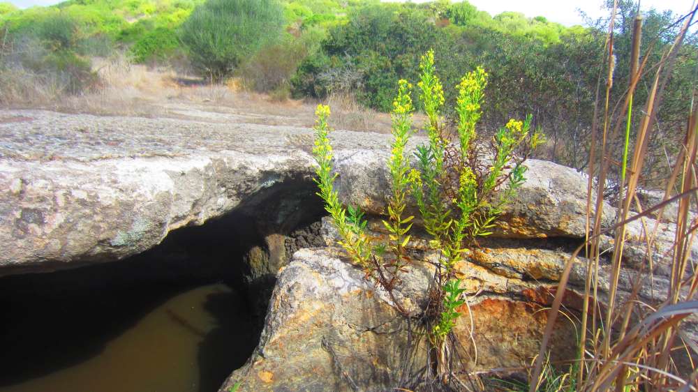 Putifigari_S_Incantu