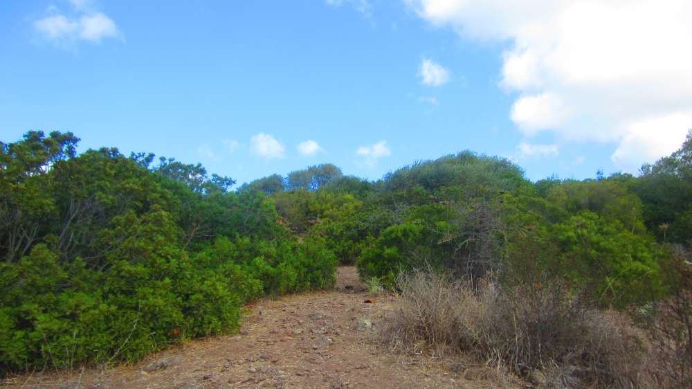 Putifigari_S_Incantu