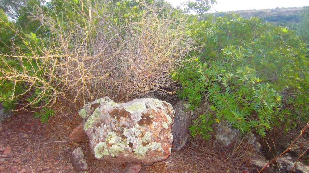 Putifigari_S_Incantu