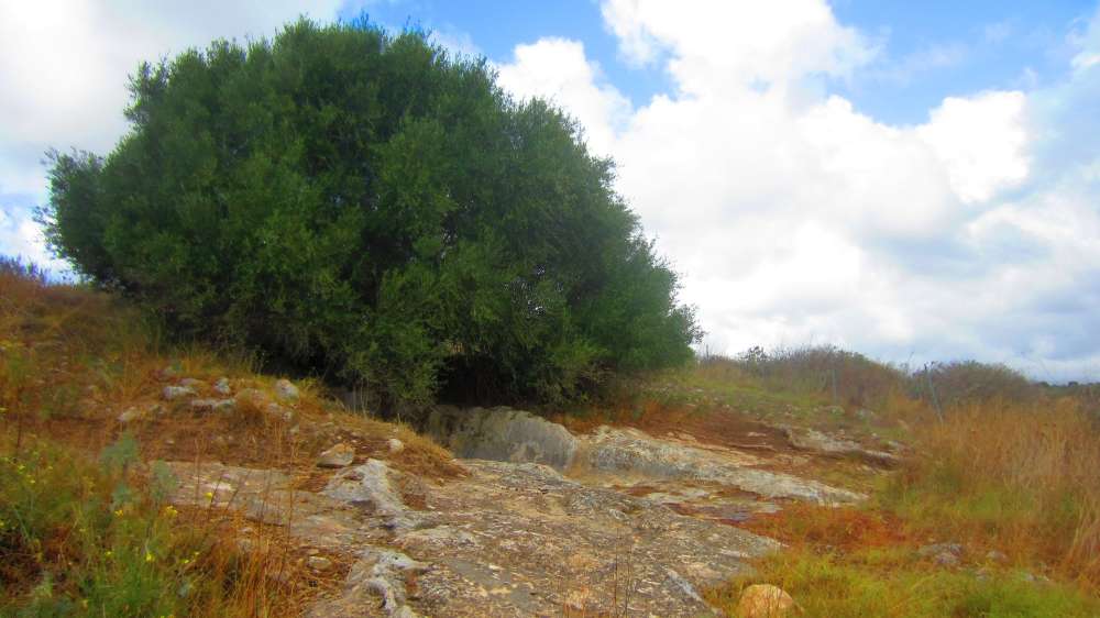 In jenen Tagen herrschte sehr häufig die Meinung, dass der Berg, auf dem die Bundeslade gegründet war, der Mittelpunkt der Erde sein muss. 1) Daher besetzte der Berg Meru unter den Hindus diese Position, nicht nur in ihrer Mythologie, im Kreis von Ilavratta, sondern sogar in ihrer Geographie. In der Vidalaya-Schule in Benares stellte ein astronomischer Dozent Bischof Heber eine Erdkugel vor, die bis zum Meridian dieses Ortes emporgehoben war. 2) Der Berg Meru identifizierte sich mit dem Nordpol und unter dem Südpol sollte die Schildkröte Chukwa stehen, auf der die Erde ruht. Daher erhielt auch der Berg Parnass, auf dem Deucalion gelandet sein soll, den gleichen Ruf 3); und Plutarch berichtet von einer Tradition, dass die Tatsache von einigen Vögeln bestimmt wurde, die sich dort trafen und gleichzeitig von den verschiedenen Enden der Erde flogen. 4) Wenn die Kritiker sich um diese Tatsache gekümmert hätten, wären sie von einer Passage in Pausanias, die einen sehr alten Herkulestempel in Erythrae beschreibt, weniger verwirrt gewesen, in dem der Gegenstand der Verehrung kein Gegenstück hatte, außer dem ägyptischen Denkmäler 5); das heißt, es muss a gewesen sein