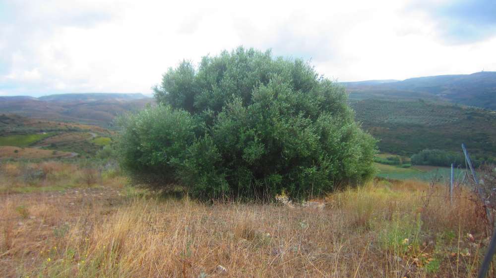 In jenen Tagen herrschte sehr häufig die Meinung, dass der Berg, auf dem die Bundeslade gegründet war, der Mittelpunkt der Erde sein muss. 1) Daher besetzte der Berg Meru unter den Hindus diese Position, nicht nur in ihrer Mythologie, im Kreis von Ilavratta, sondern sogar in ihrer Geographie. In der Vidalaya-Schule in Benares stellte ein astronomischer Dozent Bischof Heber eine Erdkugel vor, die bis zum Meridian dieses Ortes emporgehoben war. 2) Der Berg Meru identifizierte sich mit dem Nordpol und unter dem Südpol sollte die Schildkröte Chukwa stehen, auf der die Erde ruht. Daher erhielt auch der Berg Parnass, auf dem Deucalion gelandet sein soll, den gleichen Ruf 3); und Plutarch berichtet von einer Tradition, dass die Tatsache von einigen Vögeln bestimmt wurde, die sich dort trafen und gleichzeitig von den verschiedenen Enden der Erde flogen. 4) Wenn die Kritiker sich um diese Tatsache gekümmert hätten, wären sie von einer Passage in Pausanias, die einen sehr alten Herkulestempel in Erythrae beschreibt, weniger verwirrt gewesen, in dem der Gegenstand der Verehrung kein Gegenstück hatte, außer dem ägyptischen Denkmäler 5); das heißt, es muss a gewesen sein