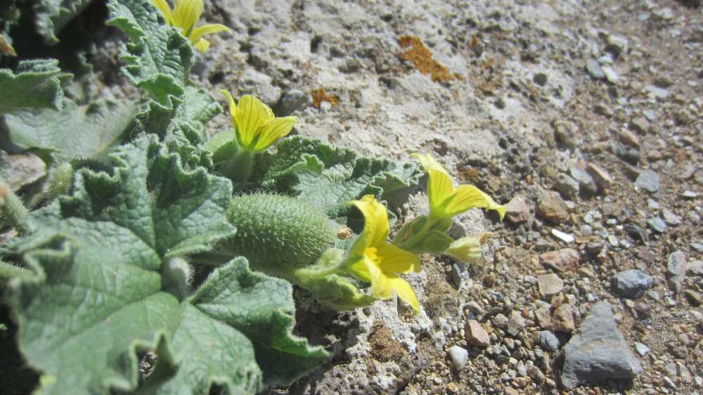 Santa_Vittoria_Spritzgurke