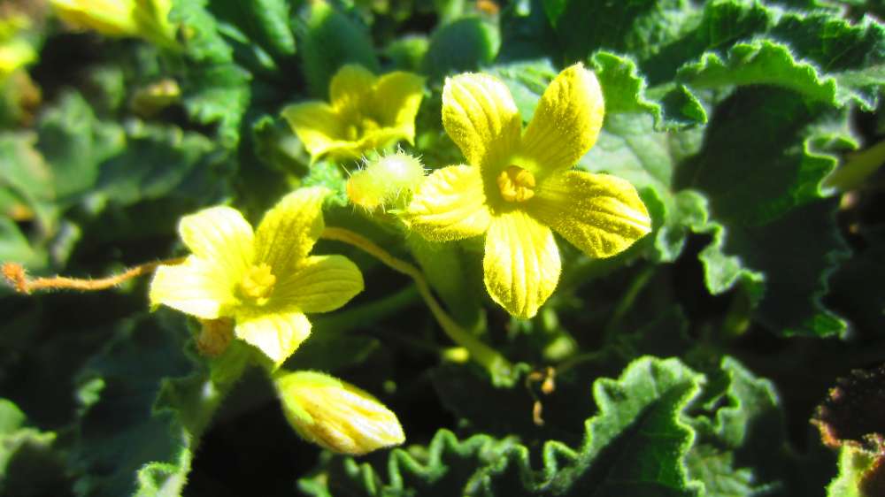 Santa_Vittoria_Spritzgurke