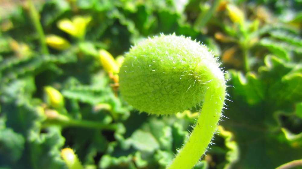 Santa_Vittoria_Spritzgurke