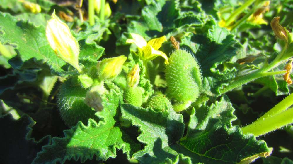 Santa_Vittoria_Spritzgurke