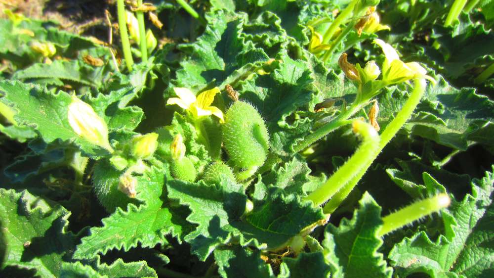 Santa_Vittoria_Spritzgurke