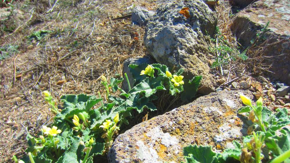 Santa_Vittoria_Spritzgurke