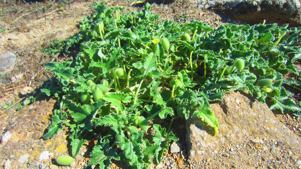 Santa_Vittoria_Spritzgurke