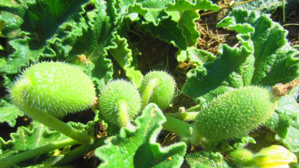 Santa_Vittoria_Spritzgurke