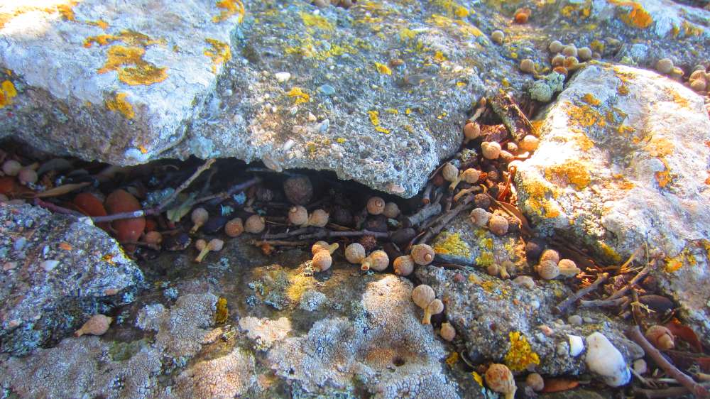 Santa_Vittoria_Eicheln