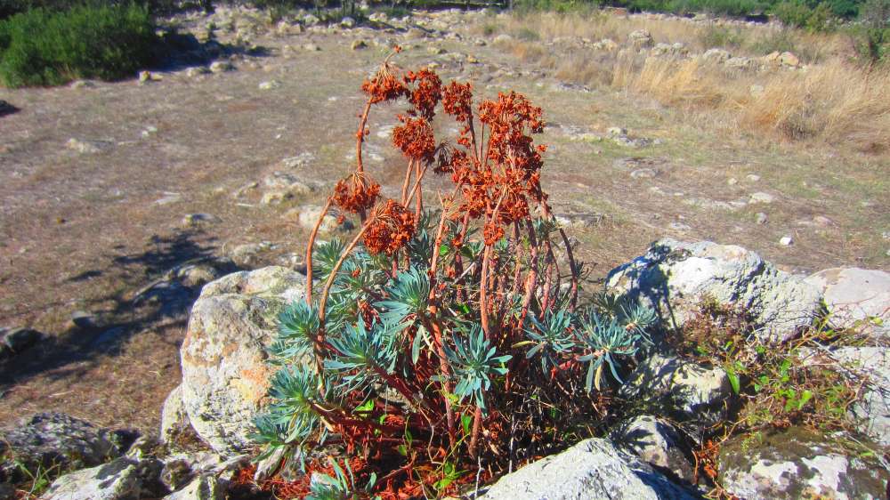 Santa_Vittoria_Wolfsmilch