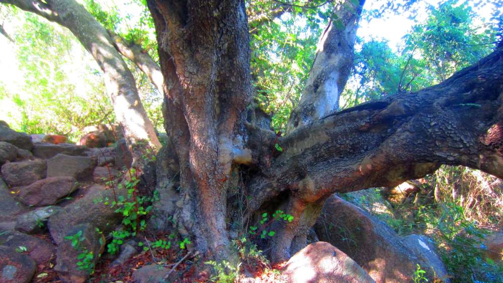 Cardedu_Johannisbrotbaum