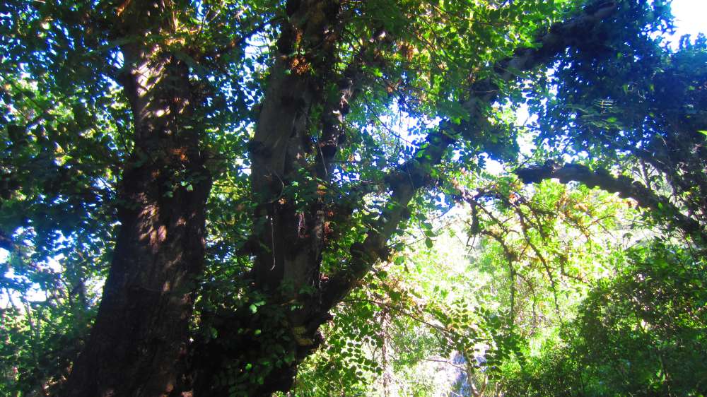 Cardedu_Johannisbrotbaum