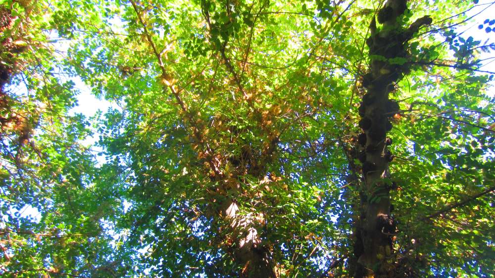 Cardedu_Johannisbrotbaum