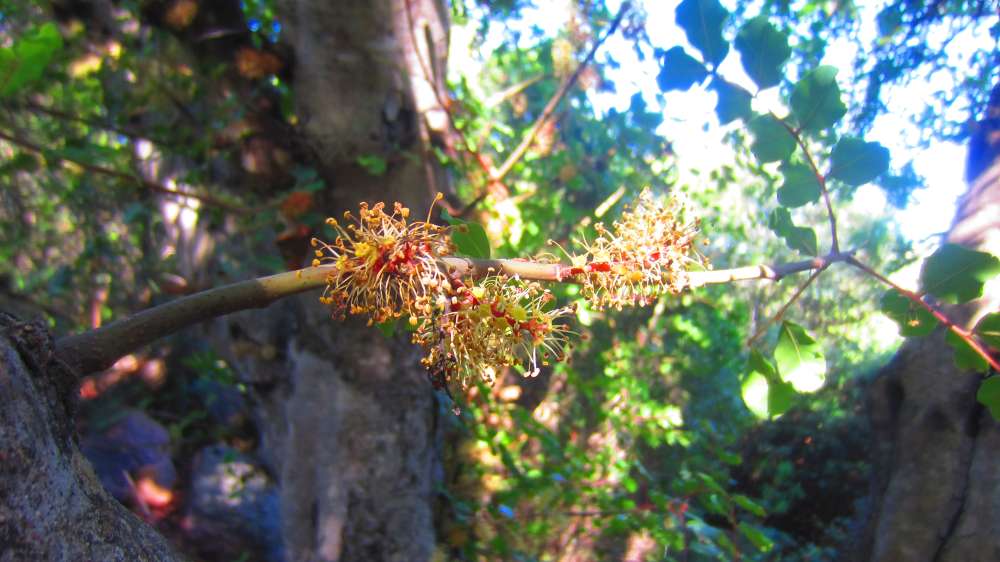 Cardedu_Johannisbrotbaum