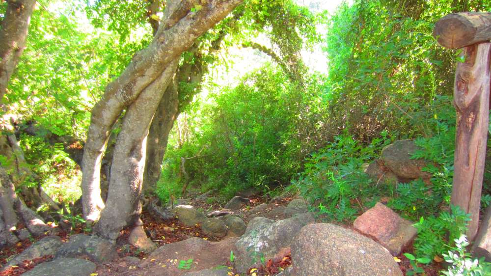 Cardedu_Johannisbrotbaum