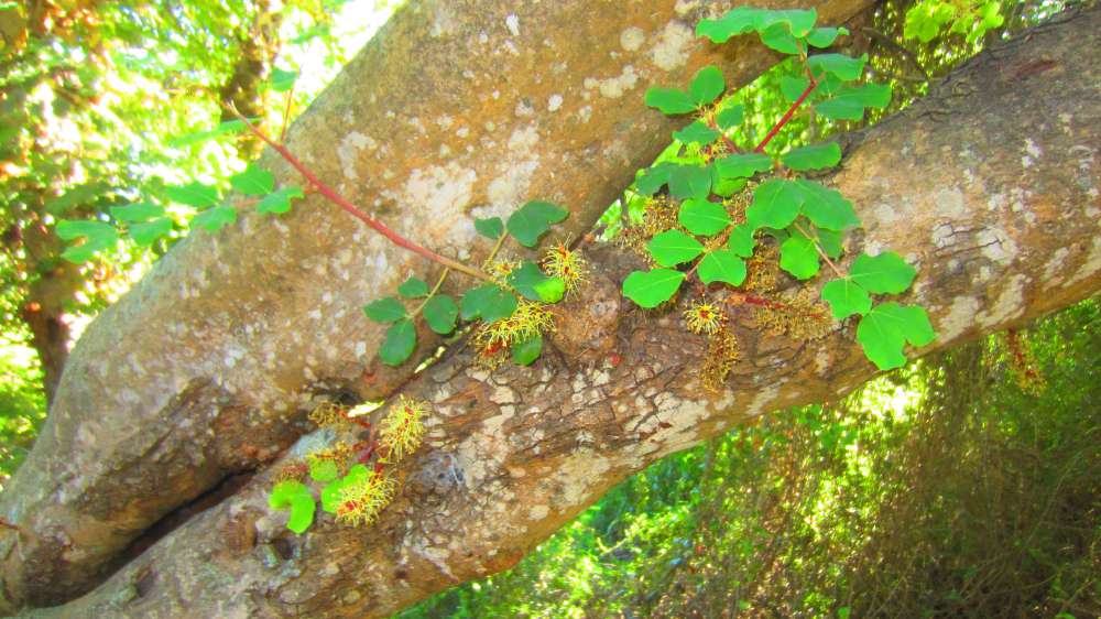 Cardedu_Johannisbrotbaum