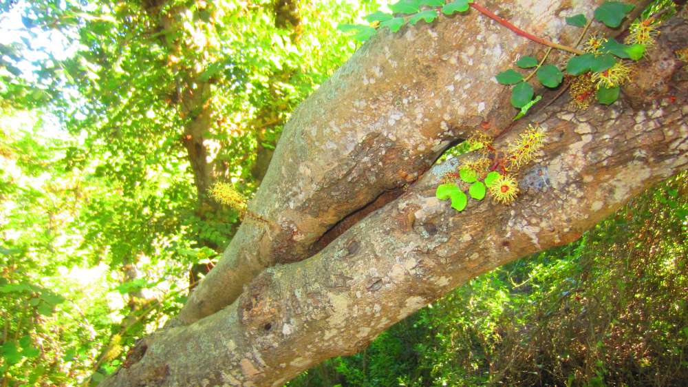 Cardedu_Johannisbrotbaum