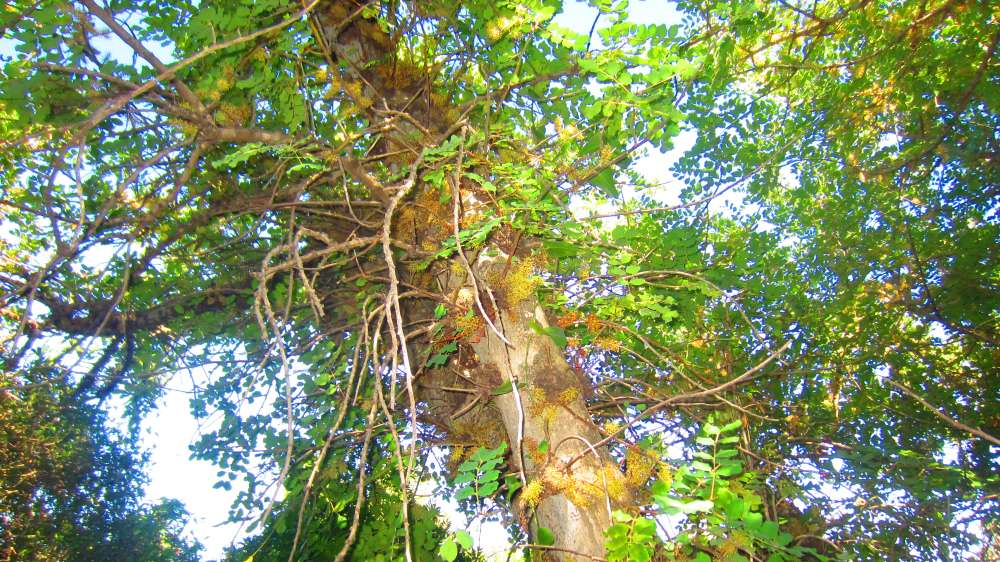 Cardedu_Johannisbrotbaum