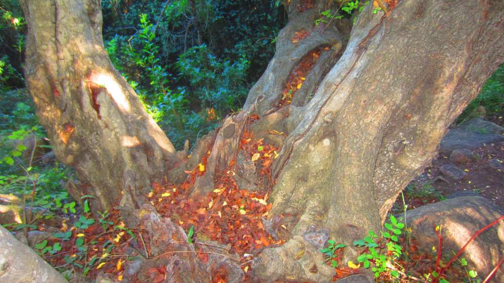 Cardedu_Johannisbrotbaum