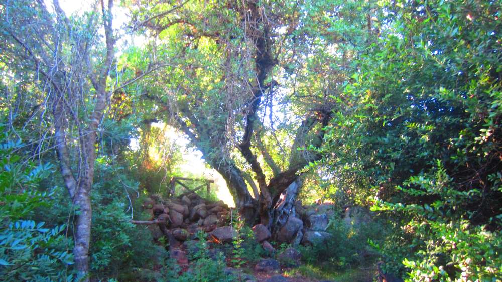 Cardedu_Johannisbrotbaum