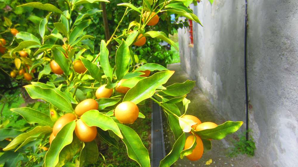 Kumquats