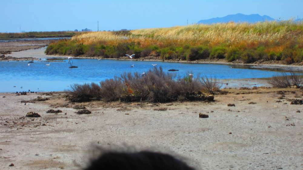 ContiVecchi_Flamingos